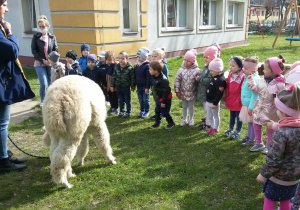 Widok na ogród przedszkolny i grupę dzieci stojących w towarzystwie alpaki i jej opiekunki.