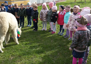 Widok na grupę dzieci i skubiącą przed nimi trawę alpakę.