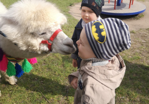 Widok na 2 chłopców i 2 alpaki, jedna z nich próbuje dać buziaka Mikołajowi.