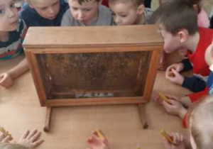 Dzieci oglądające zamknięty w oszklonej skrzynce pszczeli rój.
