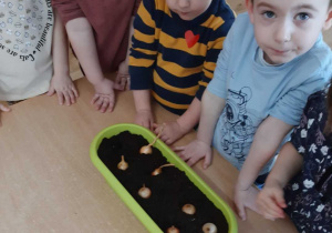Dzieci prezentują swoje zasadzone cebulki.