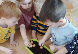Dzieci podczas sadzenia cebulek do doniczki.