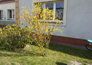 Widok na kwitnący krzew forsycji, dalej widać budynek przedszkola.