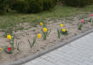 Grządka, na której rosną kwitnące tulipany, żonkile, szafirki.