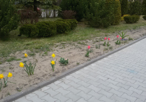 Widok na fragment ogrodu przedszkolnego z grządką kwitnących żonkili, różowych tulipanów i szafirków. W tle widać drzewa iglaste.