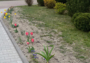 Widok na kwitnące szafirki, tulipany, żonkile. Z prawej strony widać zielone drzewa i krzewy.