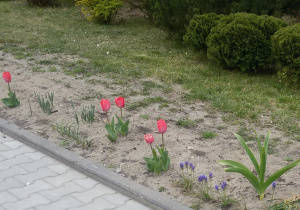 Widok na kwitnące szafirki i tulipany oraz zielone krzewy ogrodowe.