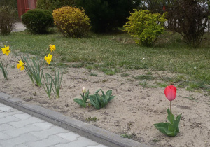 Na pierwszym planie widać kwitnące tulipany i żonkile, dalej zielone krzewy.