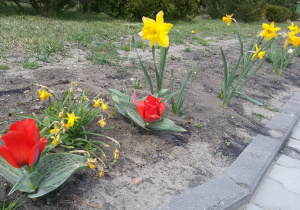 Widok na kwitnące czerwone tulipany i żółte żonkile.